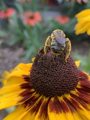 Svastra obliqua obliqua