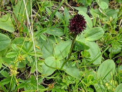 Gymnadenia