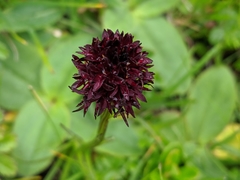 Gymnadenia