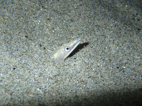 Ophisurus serpens