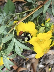 Bombus huntii
