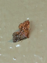 Elophila icciusalis