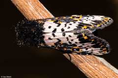 Xanthopastis timais