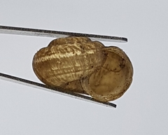 Xerotricha apicina