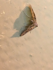 Elophila icciusalis