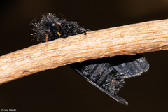Xanthopastis timais