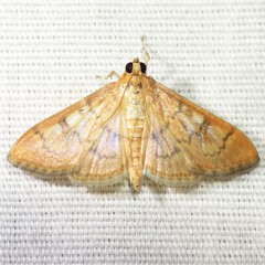 Psara dryalis