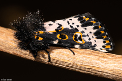 Xanthopastis timais