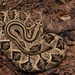 Central American Rattlesnake - Photo (c) Gert Jan Verspui, some rights reserved (CC BY-NC), uploaded by Gert Jan Verspui