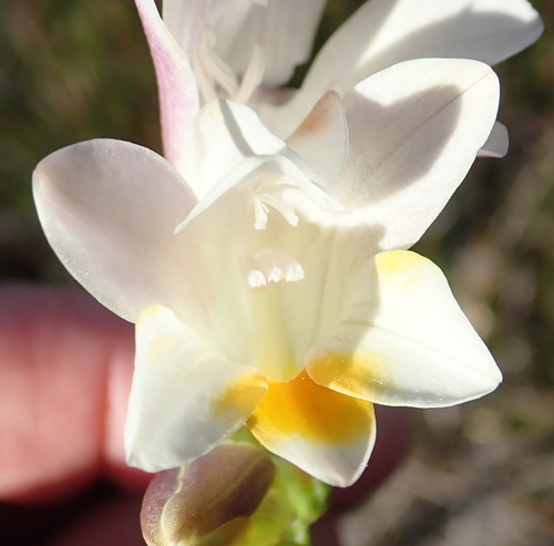 Image of Freesia caryophyllacea by (c) Nicola van Berkel, some rights reserved (CC BY-SA)