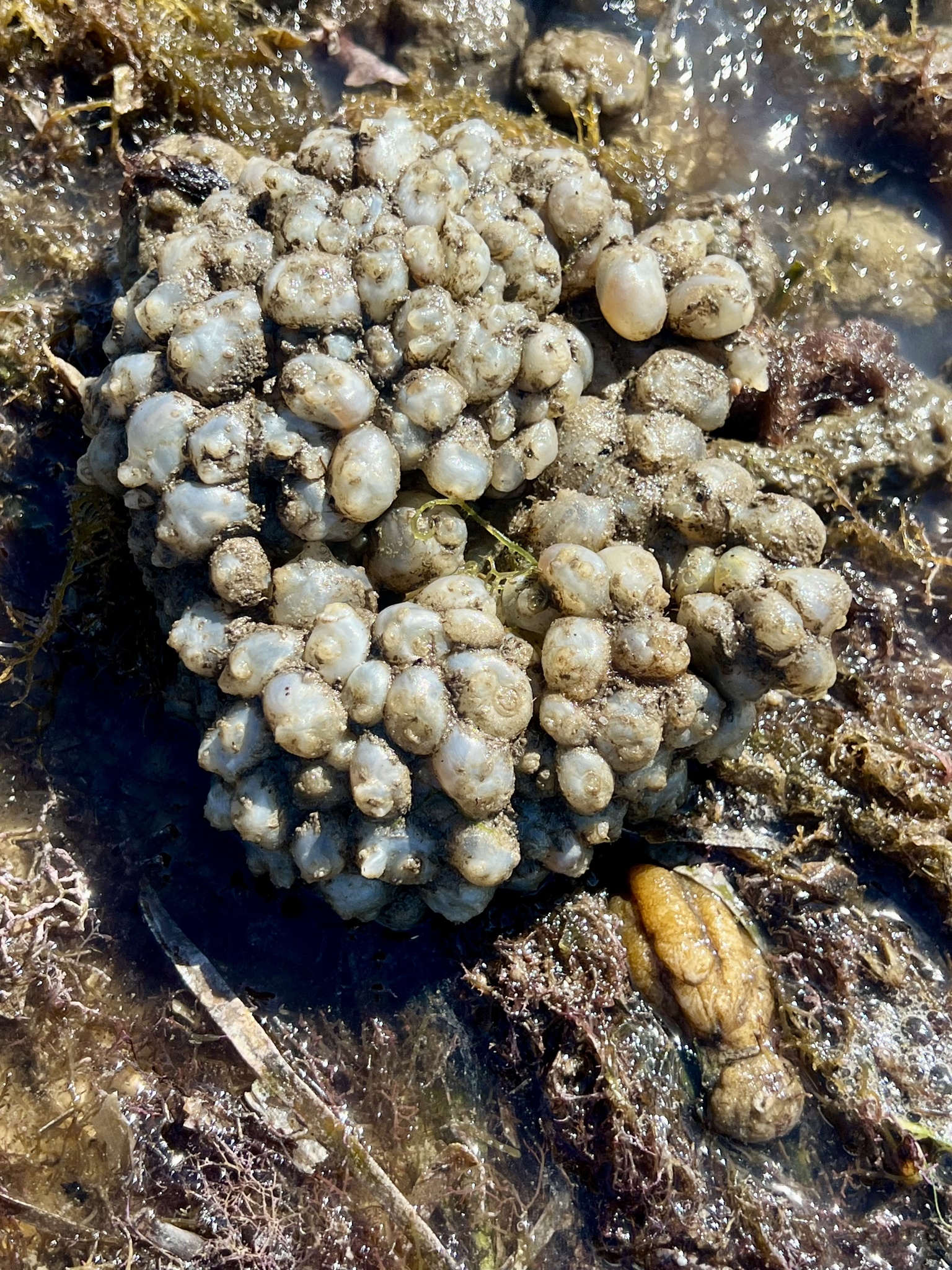 Molgula manhattensis (De Kay, 1843)