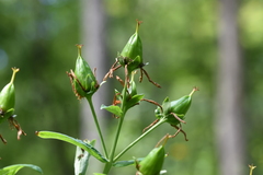 Hypericum ascyron pyramidatum