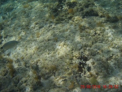 Oblada melanurus