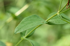 Hypericum ascyron pyramidatum