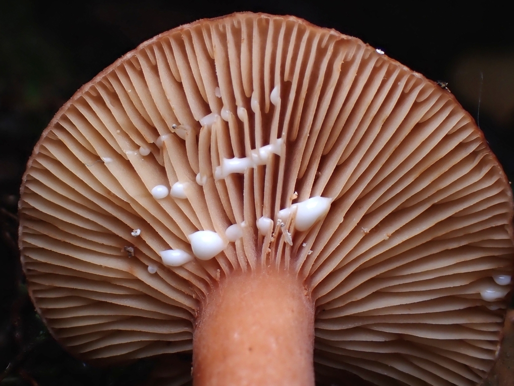 Lactarius eucalypti