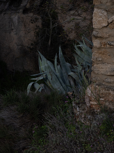 Avistamiento Pita (Agave americana)