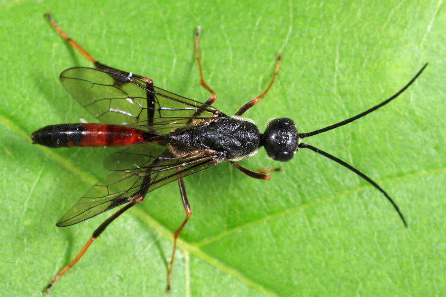 Pristaulacus resutorivorus