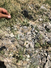 Atriplex micrantha
