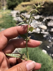 Atriplex micrantha