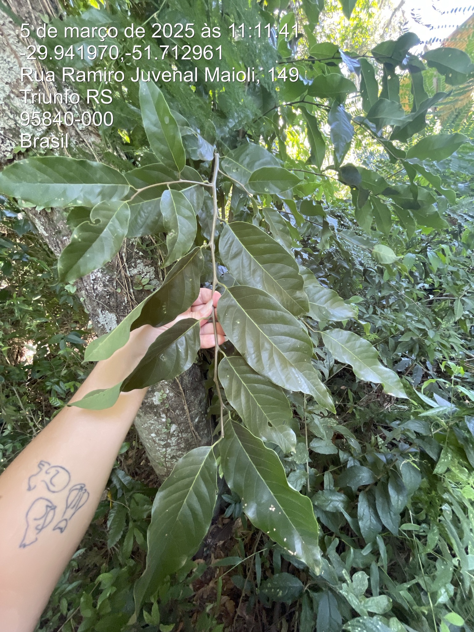 Annona sylvatica