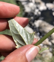 Atriplex micrantha
