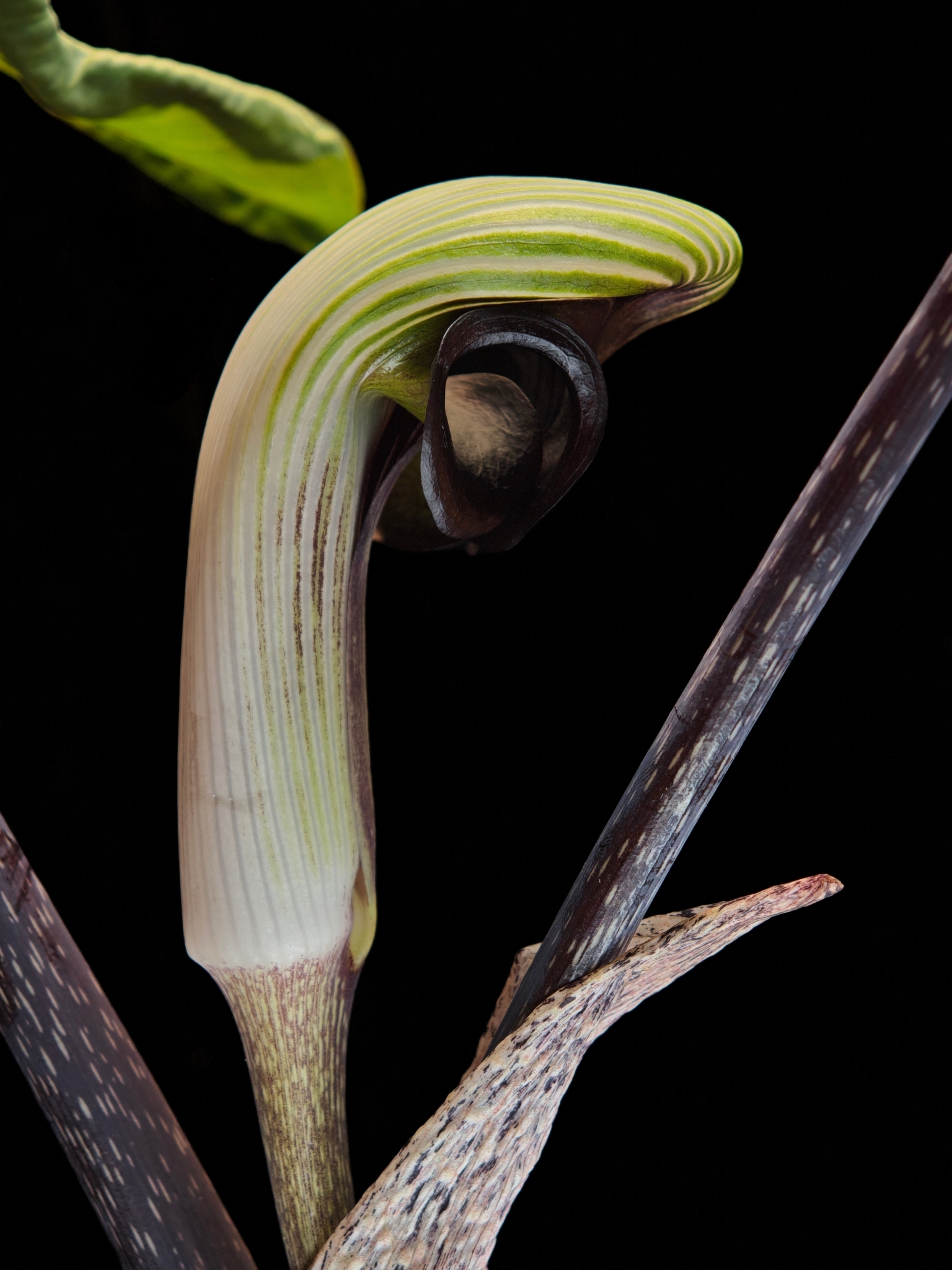 Japanese cobra lily (Arisaema ringens) · iNaturalist