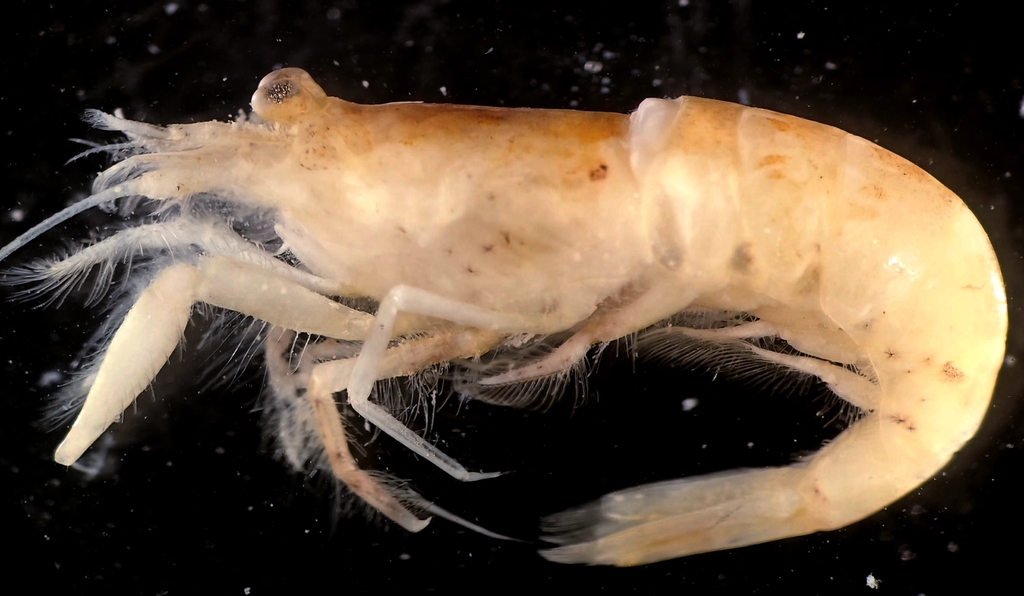 Philocheras parvirostris