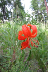 Lilium pumilum