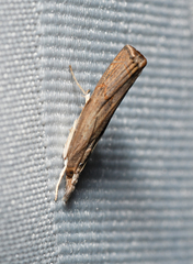 Parapediasia teterrellus