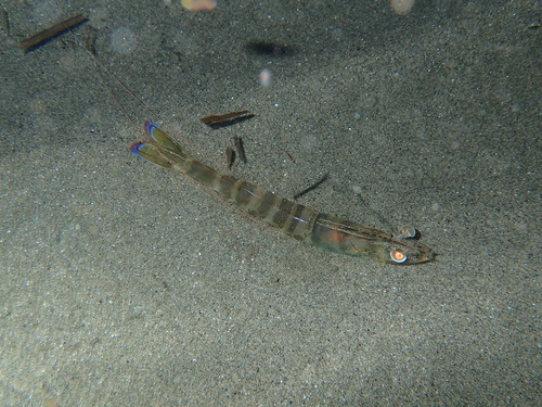 Penaeus kerathurus