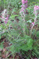 Pedicularis rubens