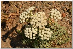 Seseli gummiferum