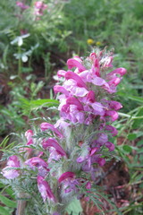 Pedicularis rubens