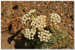 Seseli gummiferum