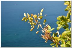 Pistacia atlantica mutica