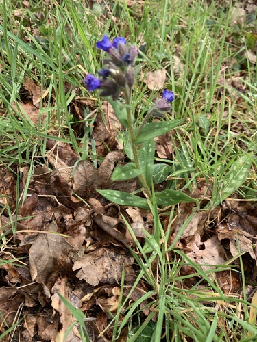 Spanish Lungwort (Pulmonaria longifolia)