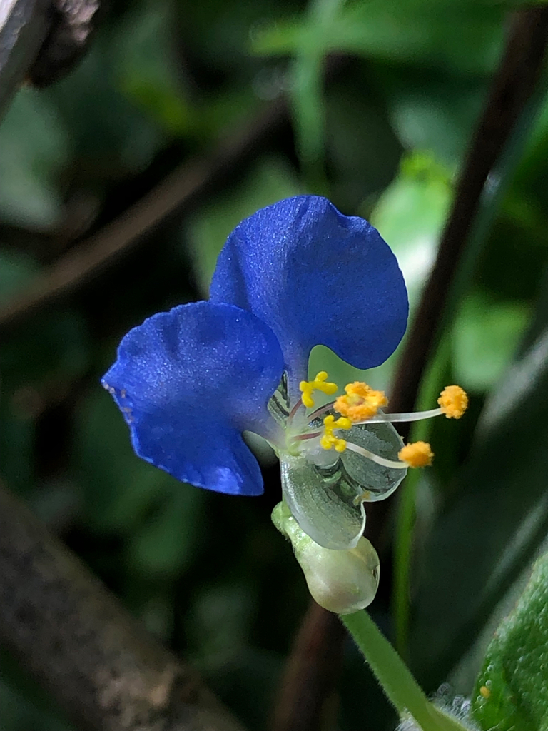 Vestured Dayflower
