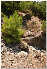 Pinus brutia pityusa