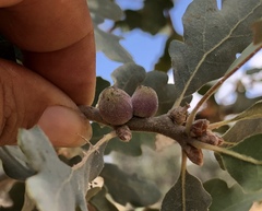 Disholcaspis simulata