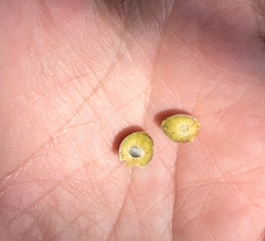 Disholcaspis simulata