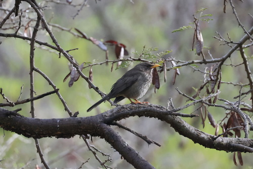 Yemen Thrush (Turdus menachensis), photo 2