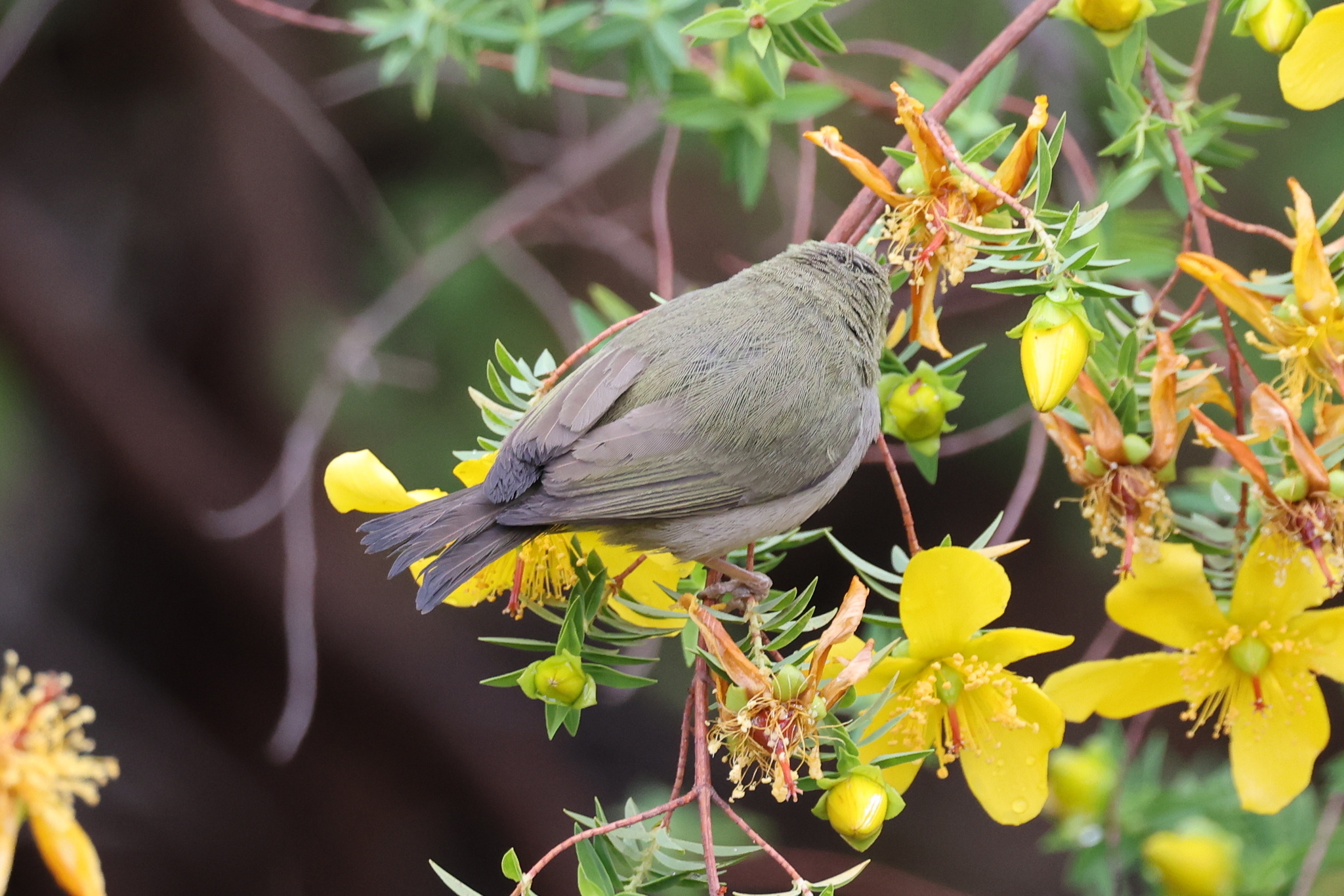 Abyssinian White-eye (Zosterops abyssinicus), photo 3