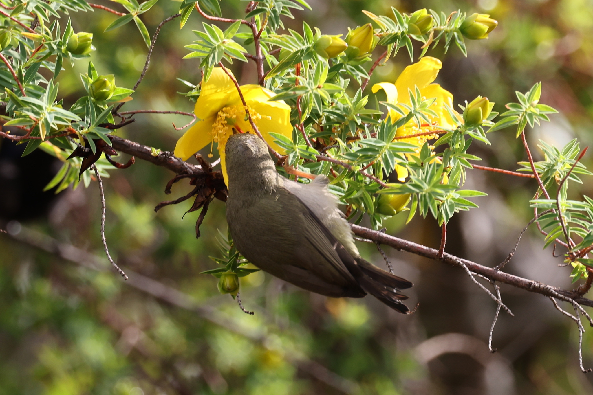 Abyssinian White-eye (Zosterops abyssinicus), photo 5