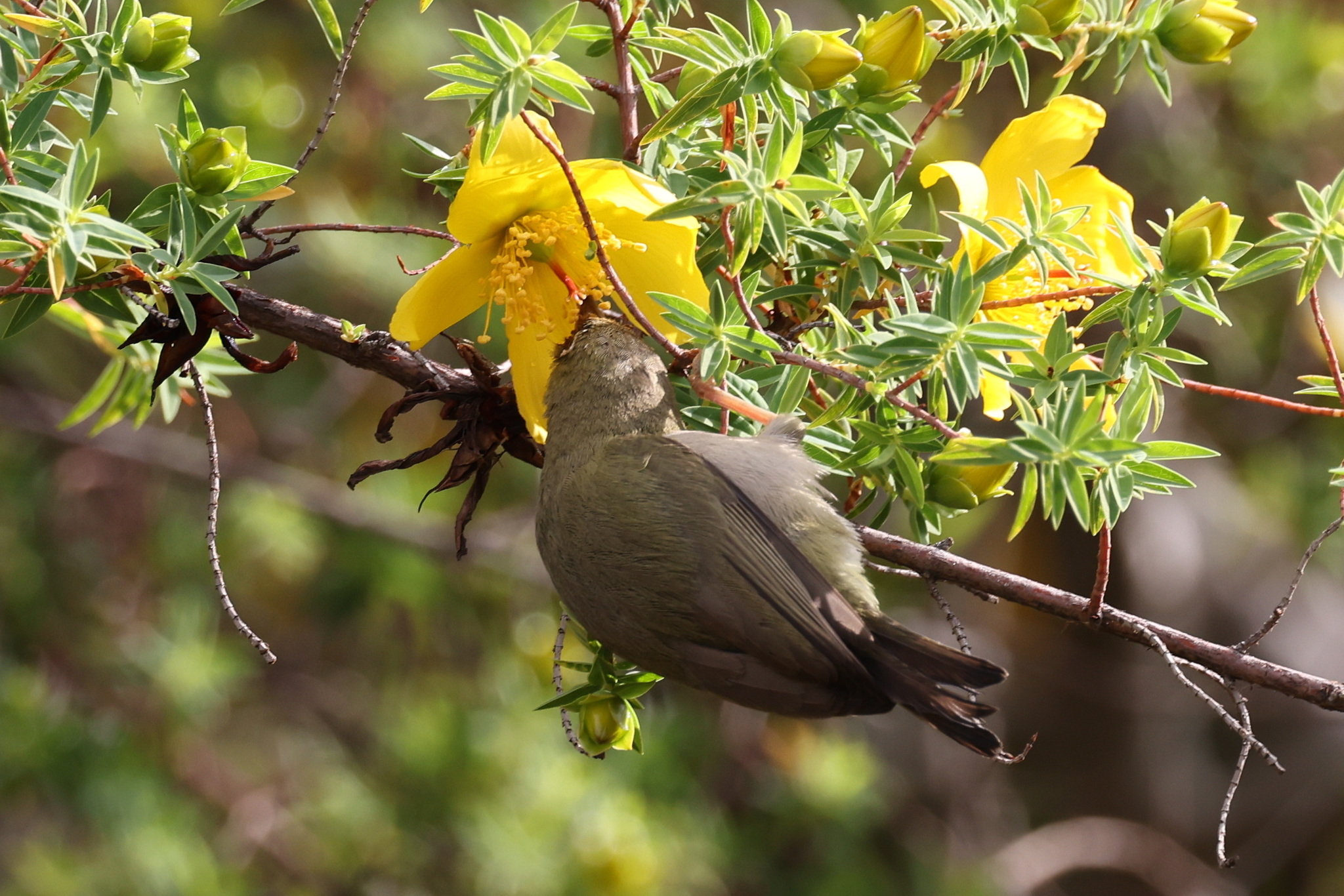 Abyssinian White-eye (Zosterops abyssinicus), photo 6