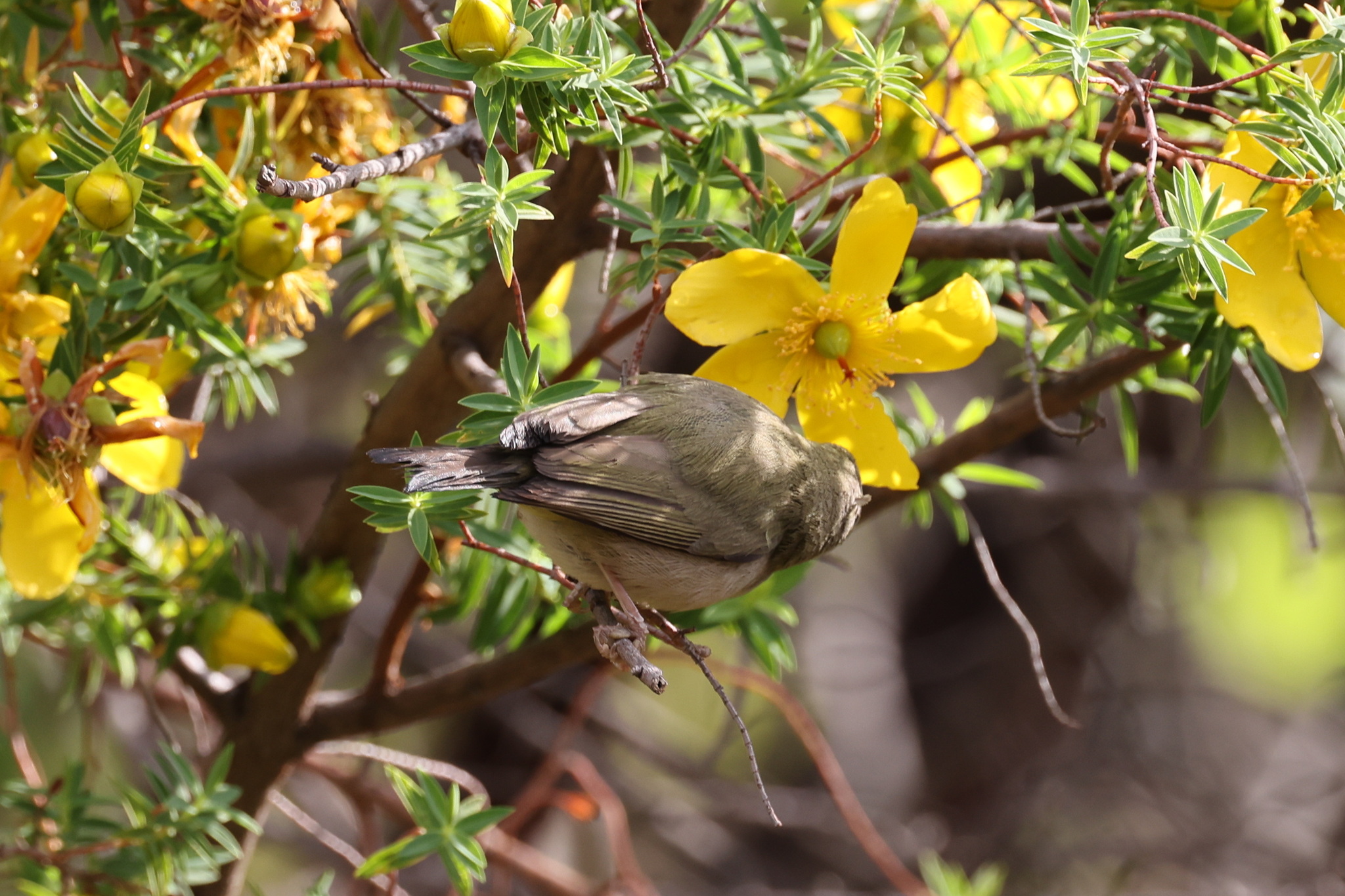 Abyssinian White-eye (Zosterops abyssinicus), photo 4