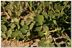 Capparis spinosa herbacea