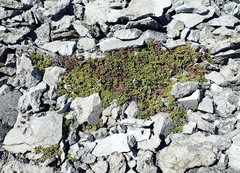 Penstemon davidsonii