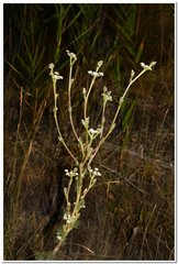 Seseli dichotomum