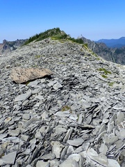 Penstemon davidsonii