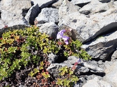 Penstemon davidsonii